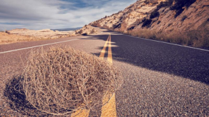 Tumbleweed on a US road.