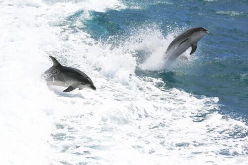 Accenti vocali dei delfini neozelandesi: un’indagine sulle differenze regionali