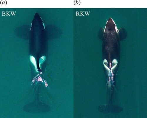 La complessa diversità delle orche nell’Oceano Pacifico settentrionale