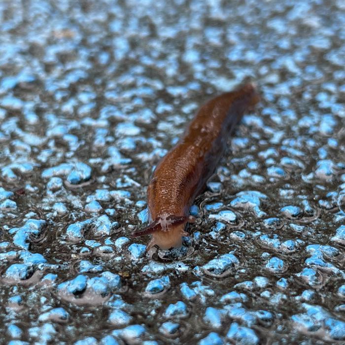lumaca marrone rivolta verso la fotocamera fotografata su una superficie marmorizzata blu e grigia
