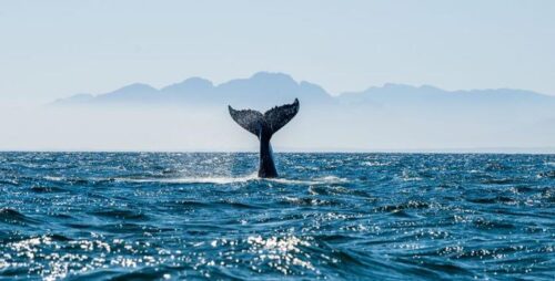 Balene: la lotta per la personalità giuridica e i diritti umani