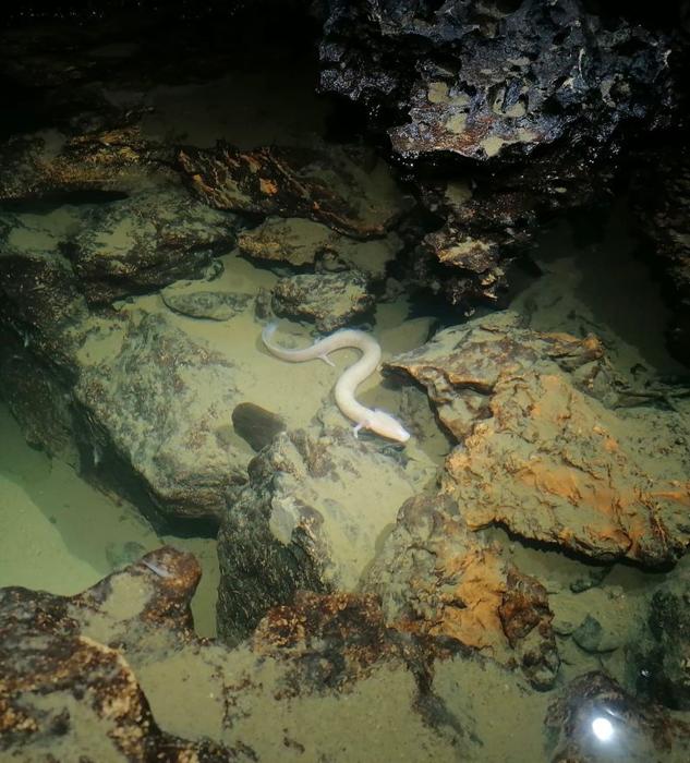Olm bianco in una grotta sottomarina
