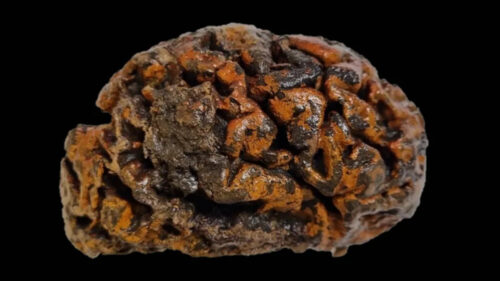 Trovati cervelli umani di 12.000 anni fa incredibilmente ben conservati