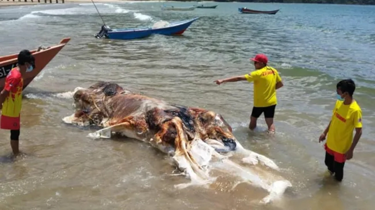 Una misteriosa creatura marina trovata su una spiaggia in Malesia