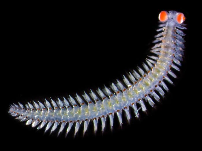 Photo of marine worm with several spikes and bulbous, bright orange eyes.