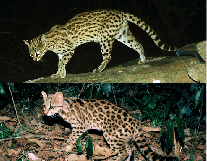 Altre due specie di gatto tigre: il gatto tigre settentrionale (in alto) e il gatto tigre della Foresta Atlantica (in basso).
