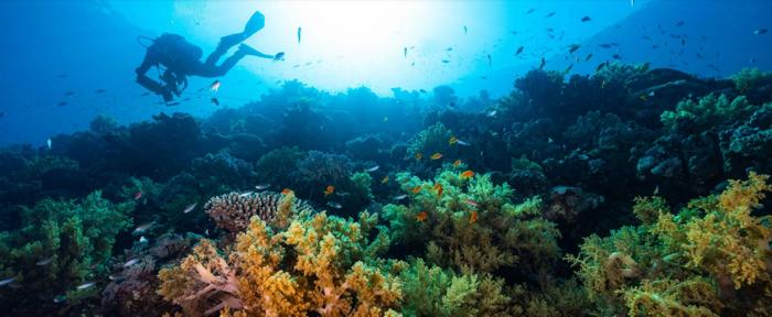Il Mar Rosso è sede di coralli unici e di una biodiversità marina molto ricca 