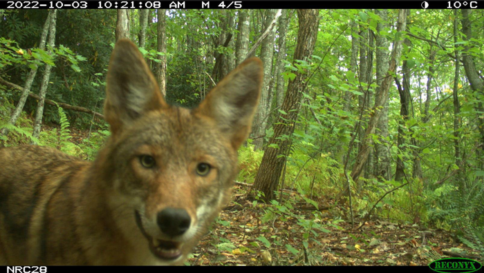 Un coyote orientale vicino a una telecamera nei boschi verdi.