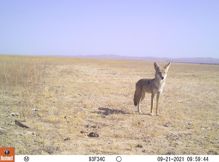 Un coyote orientale caccia nelle pianure aperte in Nord America.