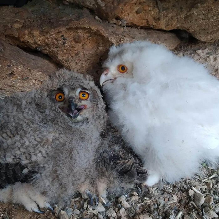 Blanquita era l'unica civetta dal colore insolito nel gruppo di quattro pulcini.