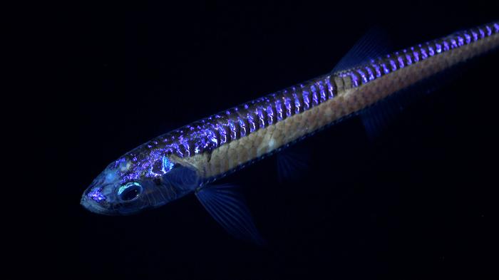 Un pesce drago delle profondità, un predatore apicale con enormi mascelle piene di denti simili a zanne, trovato sul fianco sud-orientale di un monte sottomarino inesplorato e senza nome.