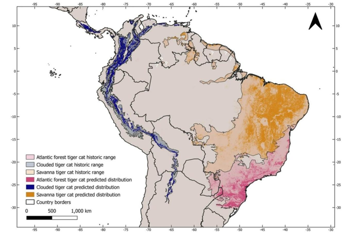Una mappa del Sud America che mostra la distribuzione storica e attuale prevista delle tre specie di gatti tigre.