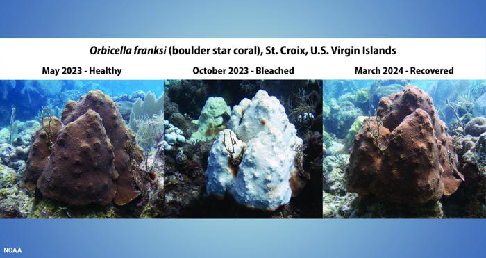 Corallo stella di Boulder nei Caraibi sano, sbiancato e ripristinato