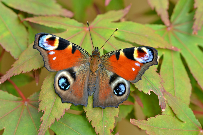 Il pavone europeo, alias farfalla pavone, è una farfalla colorata su una foglia verde