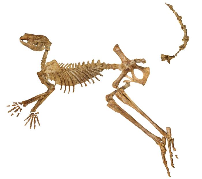 Uno scheletro fossile quasi completo del gigantesco canguro estinto Protemnodon viator dal Lago Callabonna, mancante solo di alcuni ossi della mano, del piede e della coda.