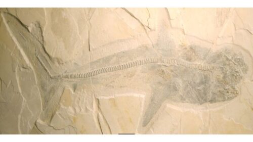 Fossile di squalo del Cretaceo rivela sorprendenti informazioni sulla loro dieta