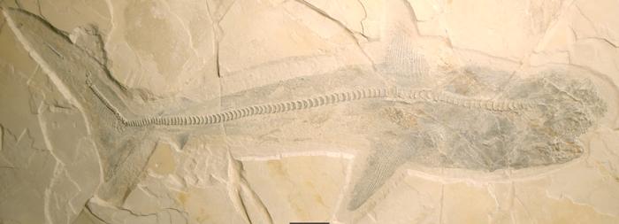 Esemplari completamente articolati di Ptychodus dal Cretaceo superiore precoce