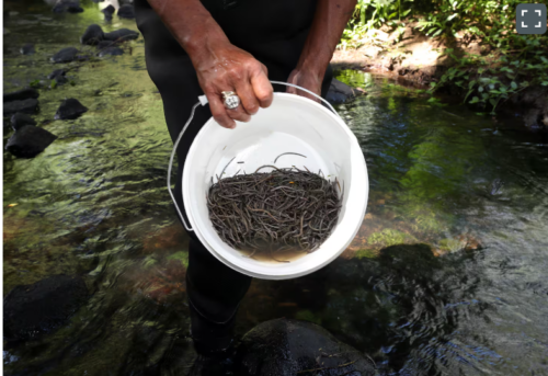 Migliaia di anguille trovate morte in Nuova Zelanda e nessuno sa perché