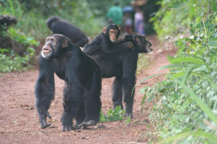 Scimpanzé che camminano lungo una strada costruita dall'uomo.
