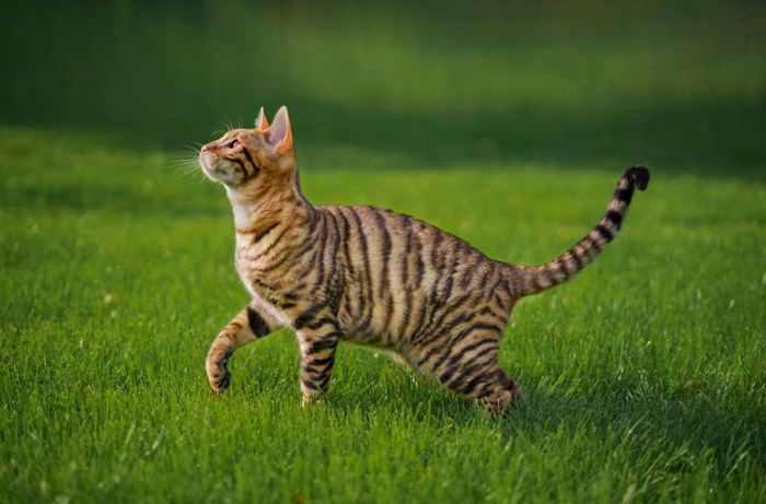 Gatto Toyger con strisce all'esterno in piedi sull'erba verde.