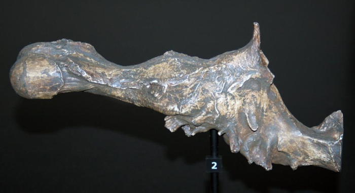 Un calco di una scatola cranica di Tyrannosaurus rex presso il Museo Australiano, Sydney.