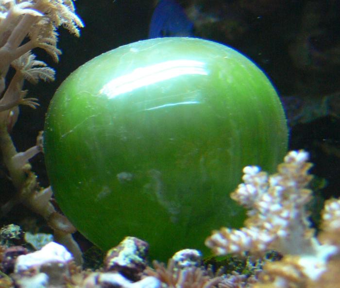 grande sfera verde che assomiglia molto a un'uva ma è in realtà un'alga unicellulare; sono visibili altre piante marine in primo piano, lo sfondo è scuro