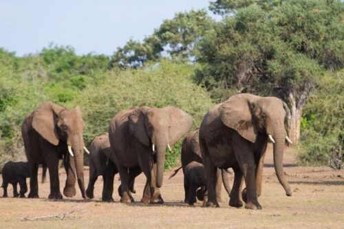 Controversia internazionale sulla caccia agli elefanti: Botswana vs Germania