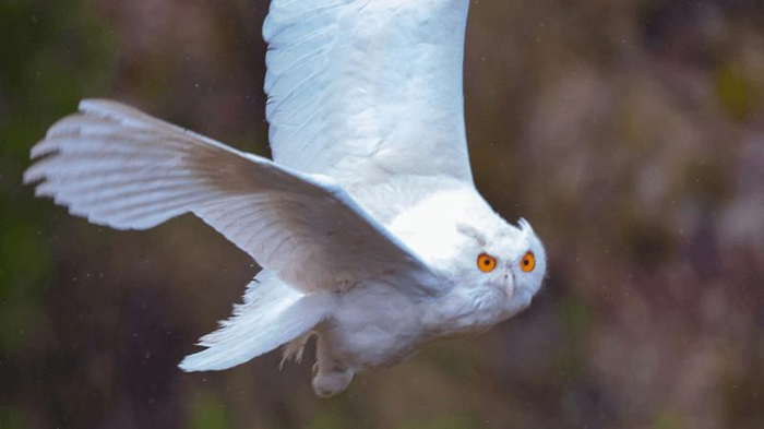 Blanquita: la civetta delle nevi albina che ha affascinato gli scienziati