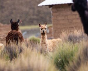 Due alpaca in prato
