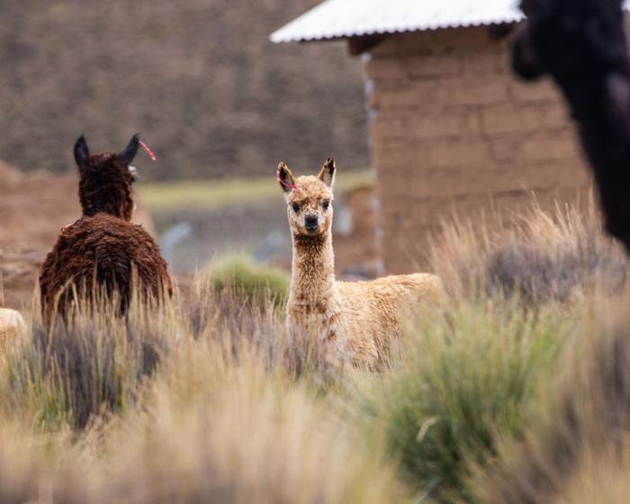 Le strane abitudini sessuali degli alpaca: un’analisi unica nel regno animale