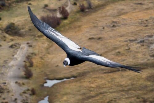 Il Fascino del Planare: Il Condor delle Ande e la Sua Maestria nel Volo