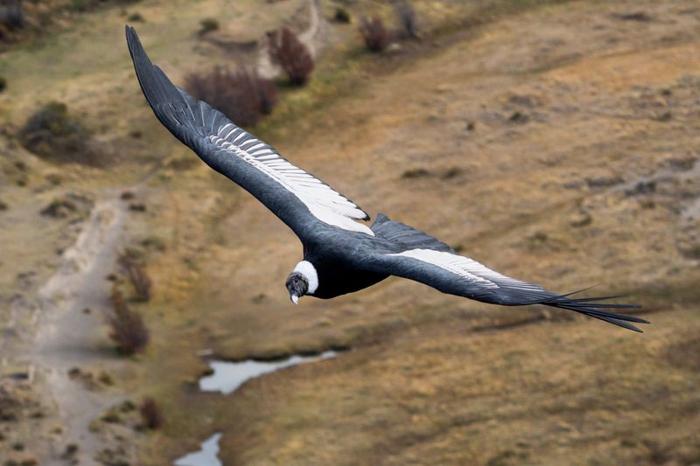 Condor delle Ande femmina (Vultur gryphus) che vola con una vista dall'alto a El Chaltén, Patagonia Argentina.
