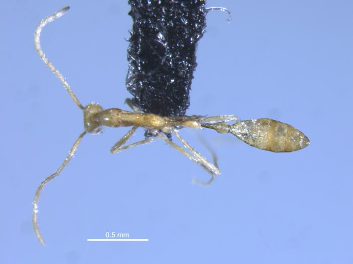 Leptanilla voldemort formica