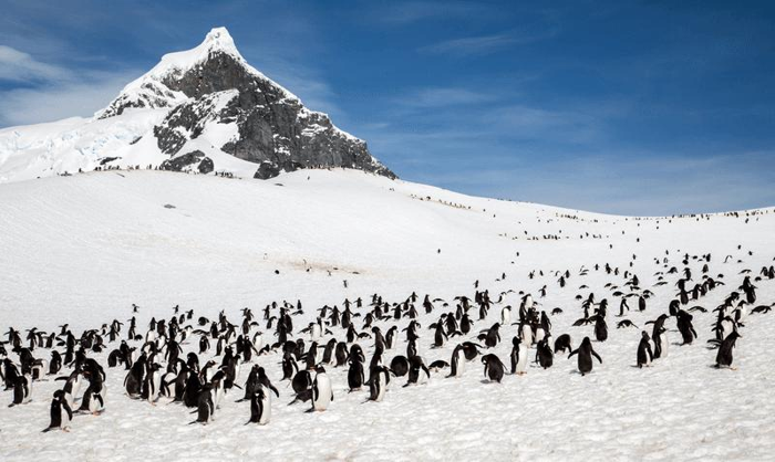 Nido di pinguini di Adele sul Polo Sud Antartide.