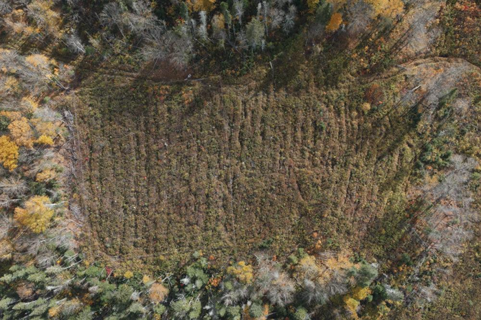Uno scatto aereo di una delle unità sperimentali di piantagione in Quebec.