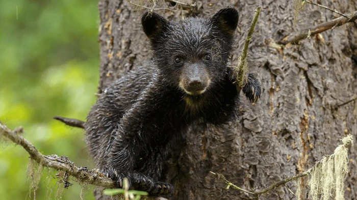 Piccolo orsetto nero su un albero sotto la pioggia. Il pelo dell'orsetto è bagnato e ha una zampa sollevata su un ramo più alto dell'albero. L'orsetto guarda dritto verso la fotocamera.