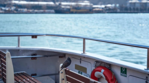 Lo storno si siede sul retro di una panchina su una barca con l'acqua blu circostante.