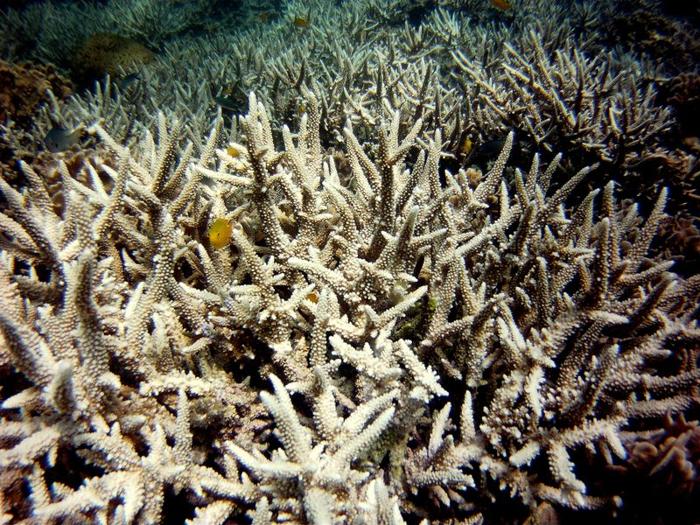 Corallo sbiancato nel Golfo di Thailandia