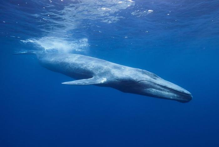 Le Meraviglie delle Balene Blu: Maestri del Suono e del Mare