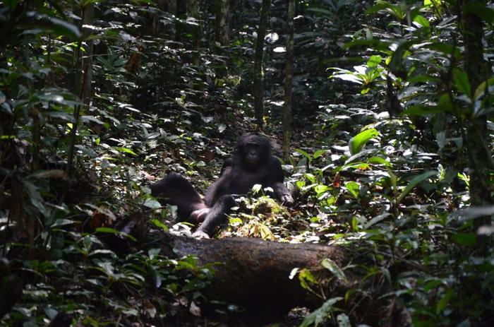 Grande bonobo sdraiato nella foresta circondato da foglie e rami.