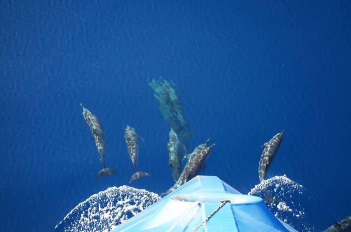 Diversi delfini sono sott'acqua di fronte alla prua blu di una barca. L'acqua è cristallina e blu.