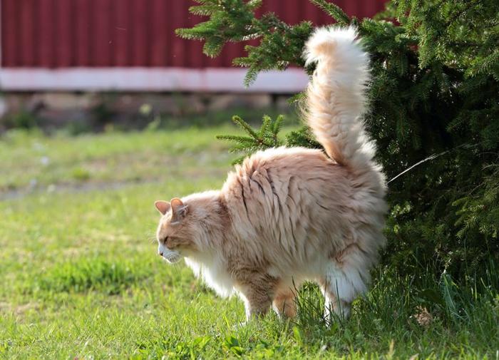 grosso, peloso, gatto rosso e bianco in piedi sull'erba e spruzza urina su un albero