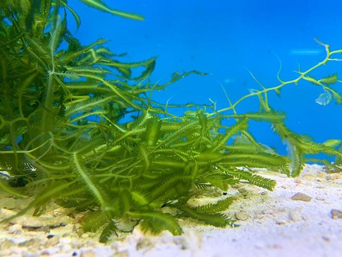 Il mistero dell’alga unicellulare gigante