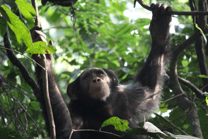 Uno scimpanzé in Guinea, una nazione africana dove il boom minerario si scontra con i grandi primati.