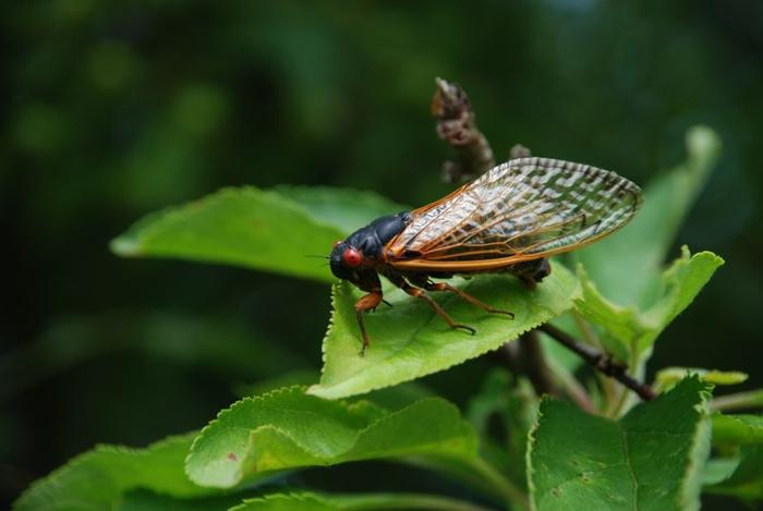 cicada-m-1.jpg