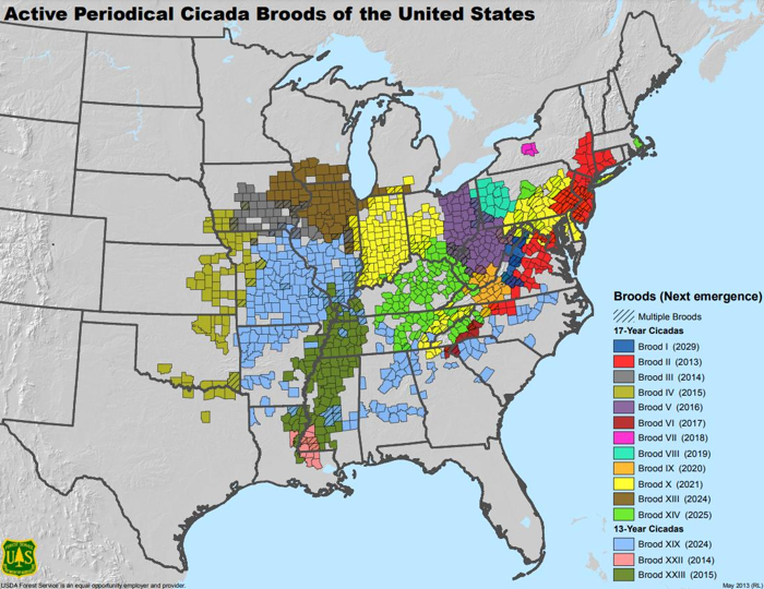Mappa che mostra i branche attivi di cicala periodica negli Stati Uniti.