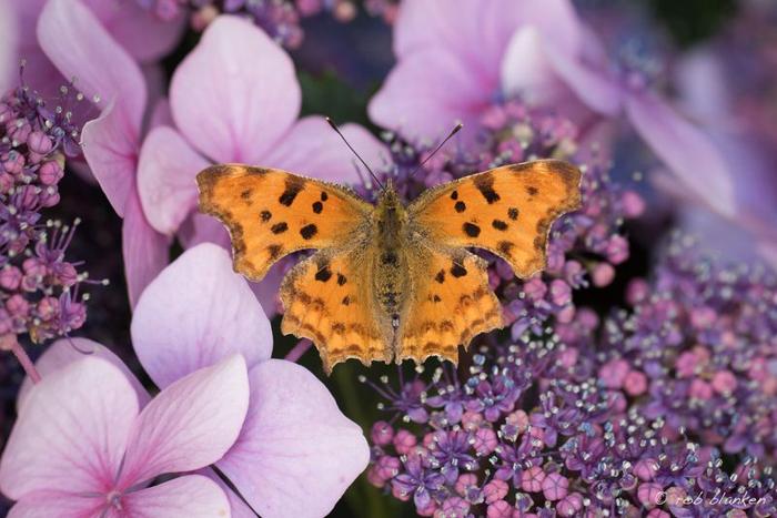 La virgola, una farfalla marrone e arancione maculata con ali increspate, su fiore rosa e viola.