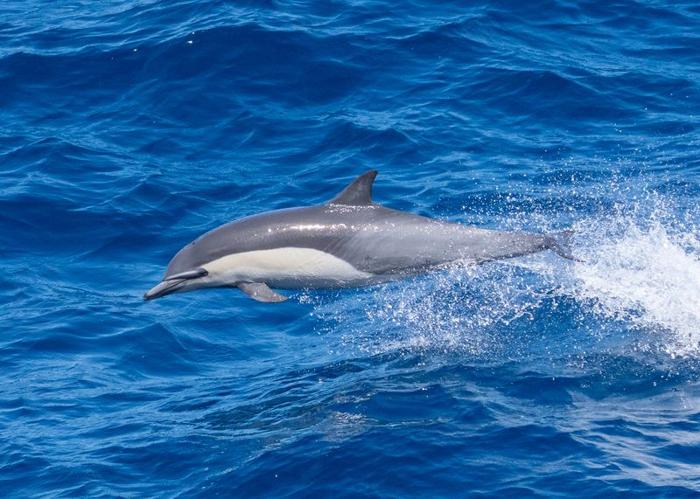 Delfino comune che salta sulle onde