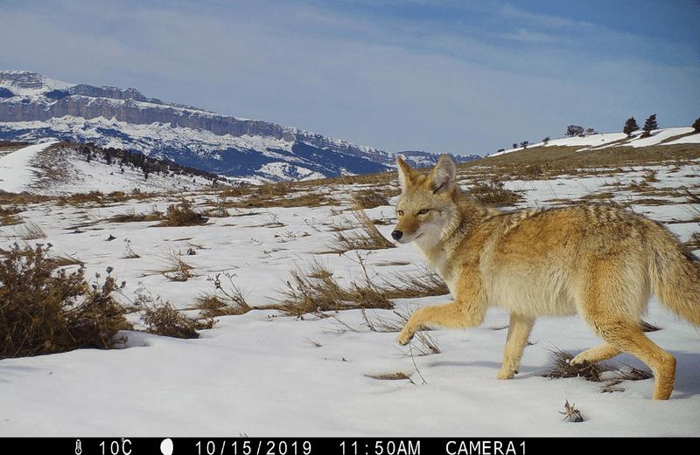 Un coyote orientale, alias un  coywolf , fotografato da una trappola fotografica sulle montagne innevate.