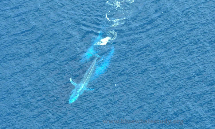 La balena femmina ottiene uno spazio libero poiché i maschi erano troppo concentrati a combattere tra di loro per restare con lei.